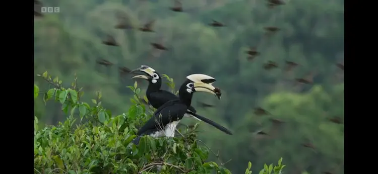 Sunda pied hornbill (Anthracoceros albirostris convexus) as shown in Planet Earth III - Forests